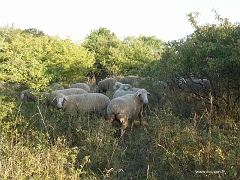 Des moutons à l'oeuvre au coeur d'une végétation dense